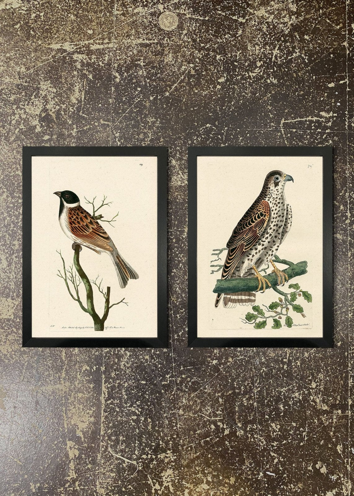 2 Framed 21x30cm Prints - Falcon & Grossbeak