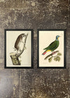 2 Framed 21x30cm Prints - Lemur & Pigeon