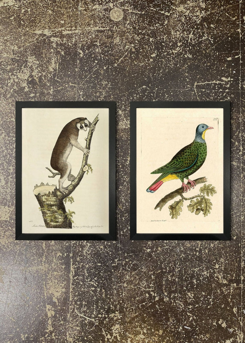 2 Prints & Frames - Lemur & Pigeon