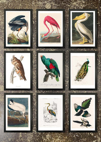 9 Framed 21x30cm Prints - Vintage Birds 1