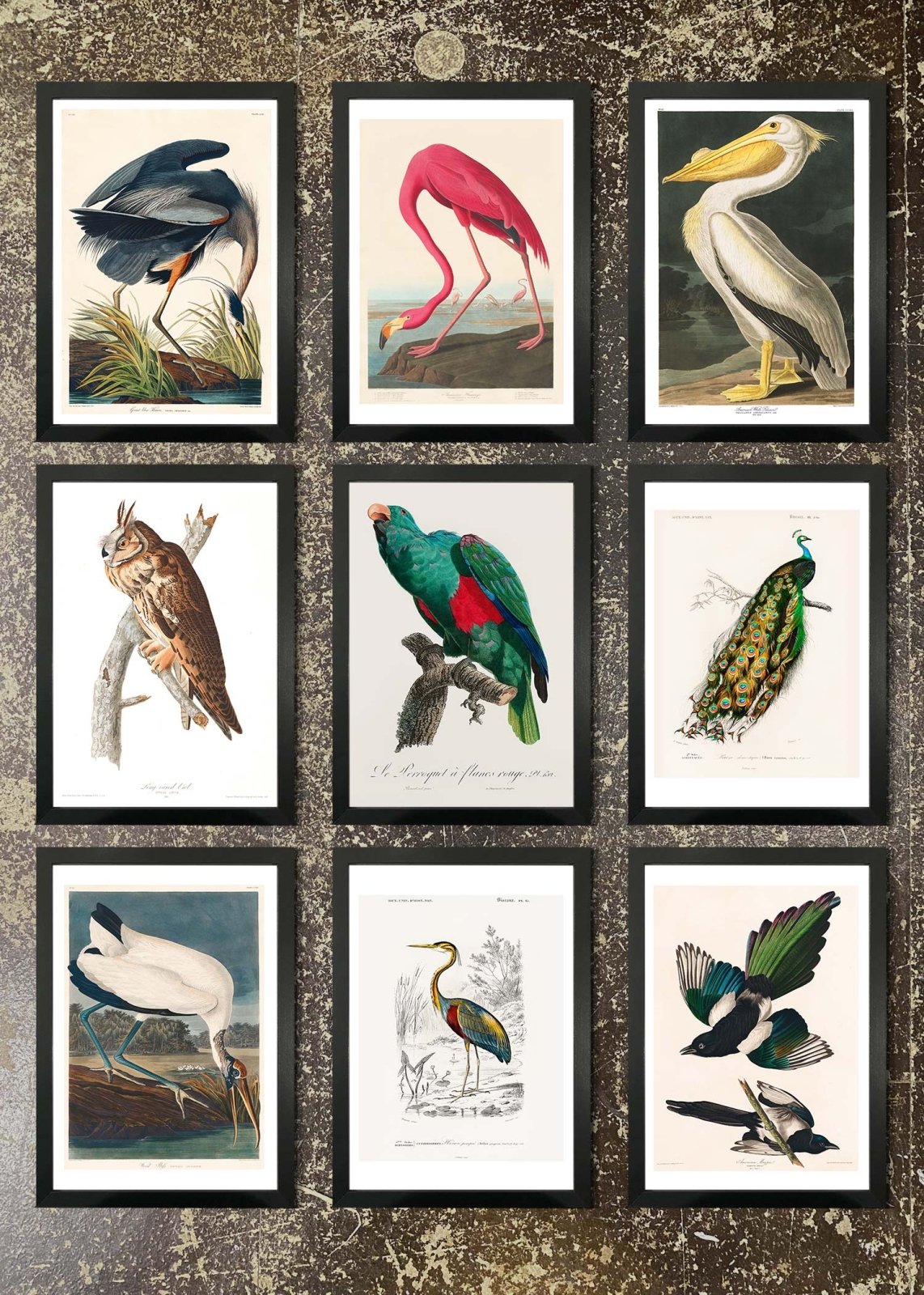 9 Framed 21x30cm Prints - Vintage Birds 1