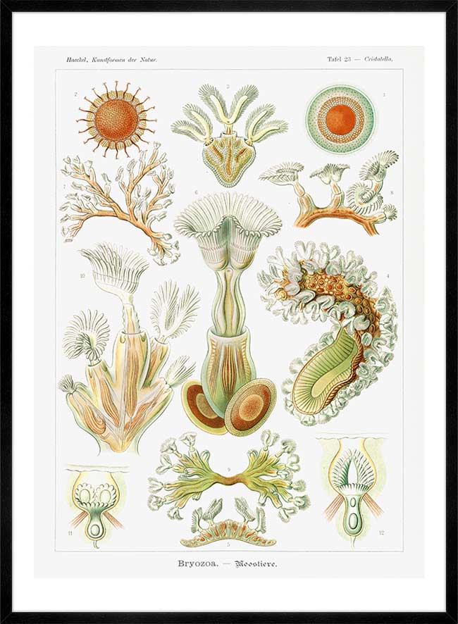Acquatic Invertebrates Illustration Print