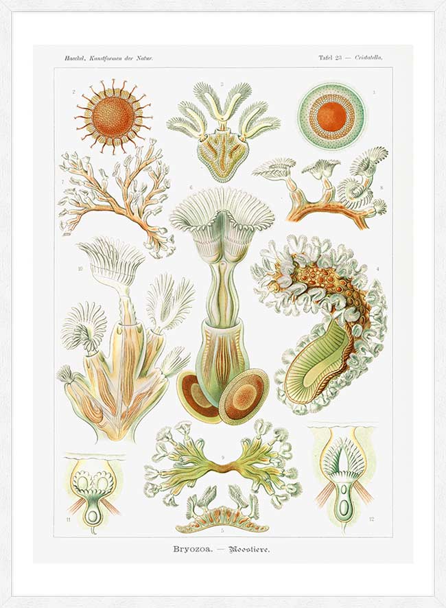 Acquatic Invertebrates Illustration Print