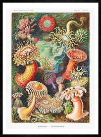 Actinia Sea Anemones Vintage Print