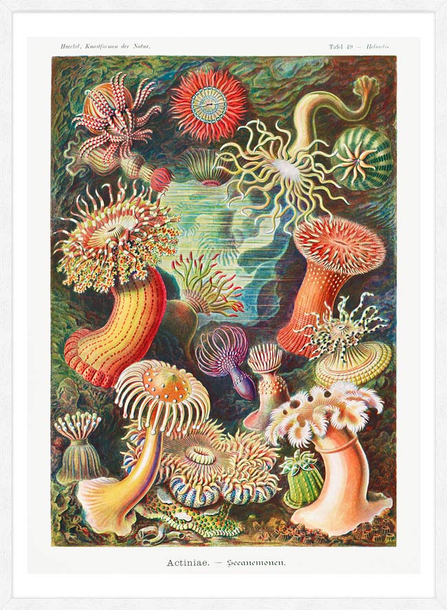 絵画 anemone si-425483.jpg_ihcm-40.00_iwcm-