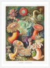 Actinia Sea Anemones Vintage Print