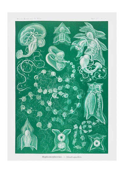 Algae Vintage Antique Green Print