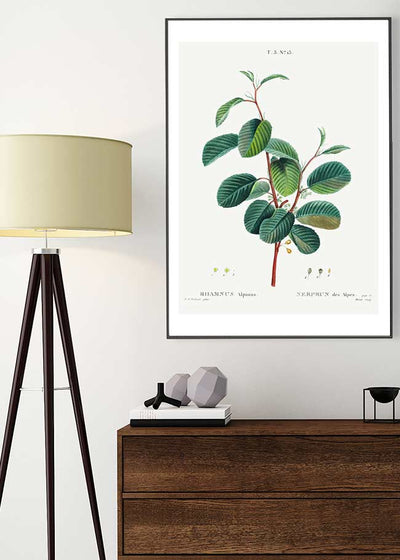 Alpine Buckthorn Vintage Antique Print
