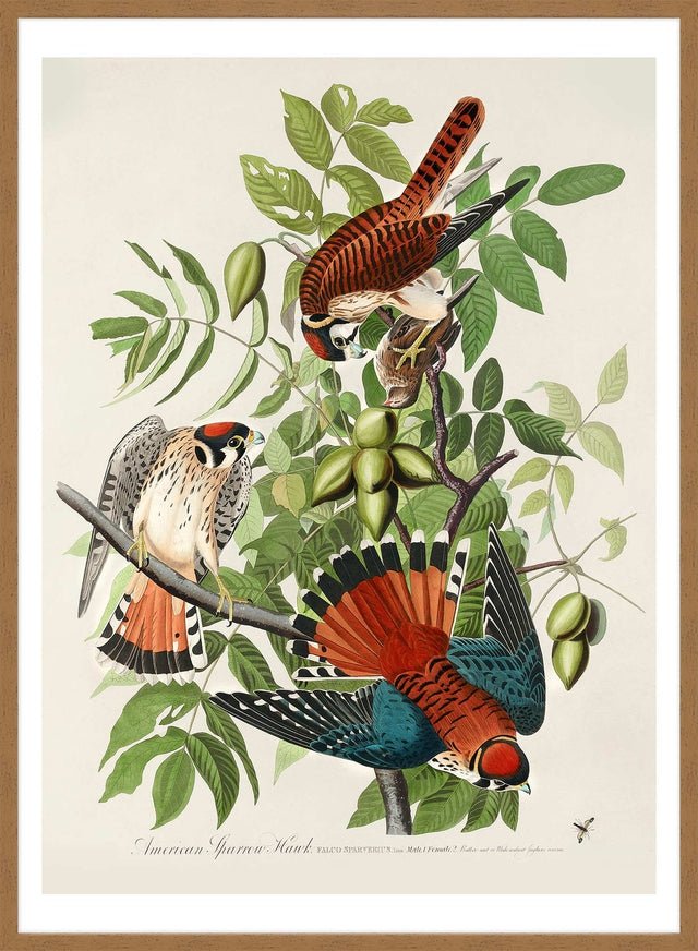 American Sparrow Hawk Vintage Bird Print