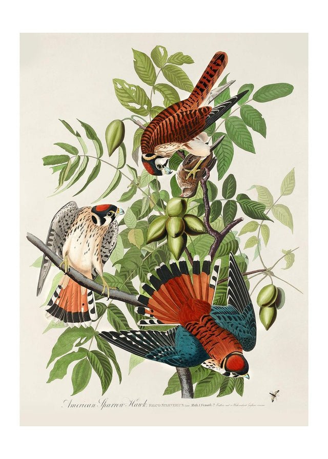 American Sparrow Hawk Vintage Bird Print
