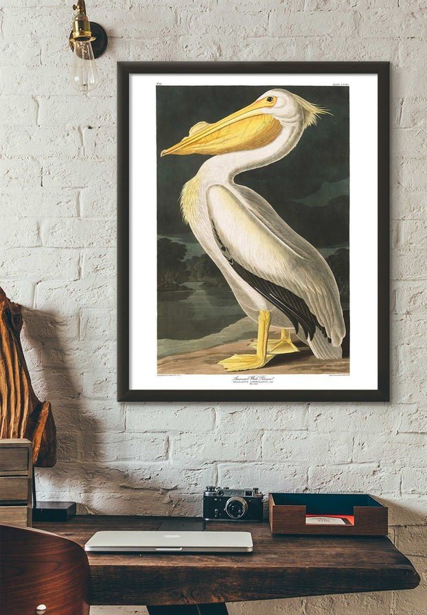 American White Pelican Vintage Antique Bird Print