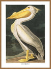 American White Pelican Vintage Antique Bird Print