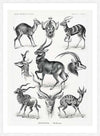 Antelope Vintage Antique Print