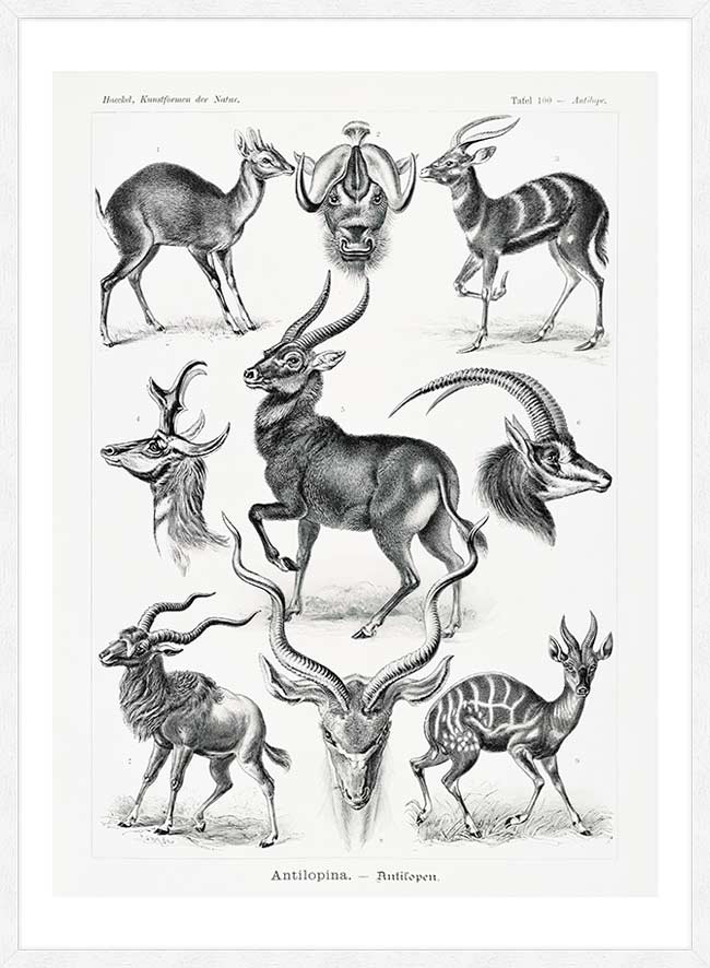Antelope Vintage Antique Print