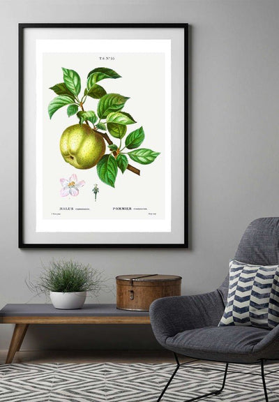 Apple Pommier Antique Vintage Print