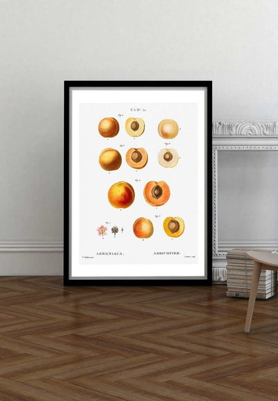 Apricot Illustration Vintage Antique Print