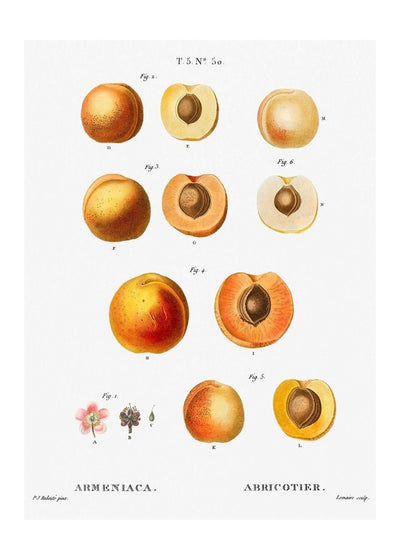 Apricot Illustration Vintage Antique Print