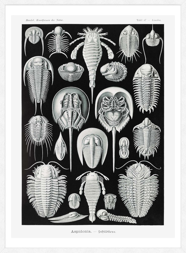 Aspidonia Crabs Vintage Black And White Antique Print