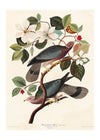 Band Tailed Pigeon Vintage Bird Print