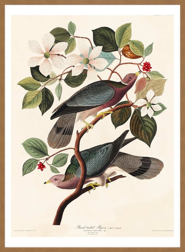Band Tailed Pigeon Vintage Bird Print