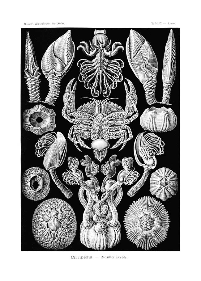 Barnacles Vintage Illustration Print