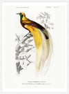 Bird of Paradise Vintage Bird Print