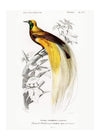 Bird of Paradise Vintage Bird Print
