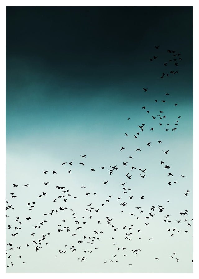 Birds In Flight Print
