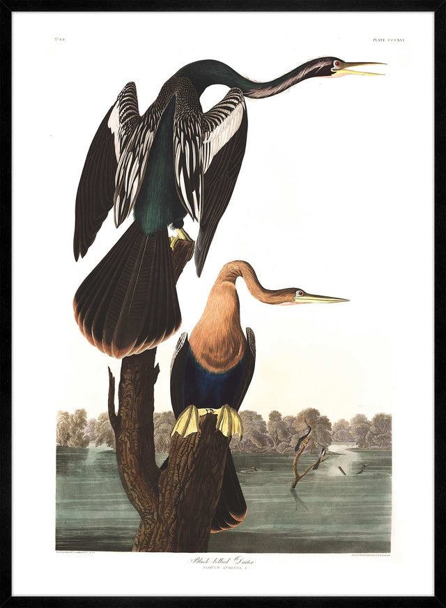 Black Bellied Darter Vintage Antique Bird Print