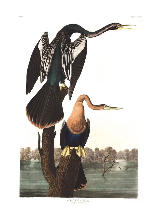 Black Bellied Darter Vintage Antique Bird Print