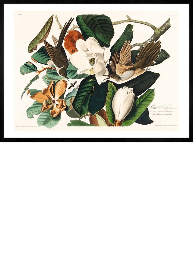 Black Billed Cuckoo Vintage Bird Print