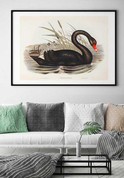 Black Swan Vintage Antique Bird Print