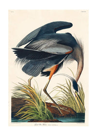 Blue Heron Vintage Antique Bird Print