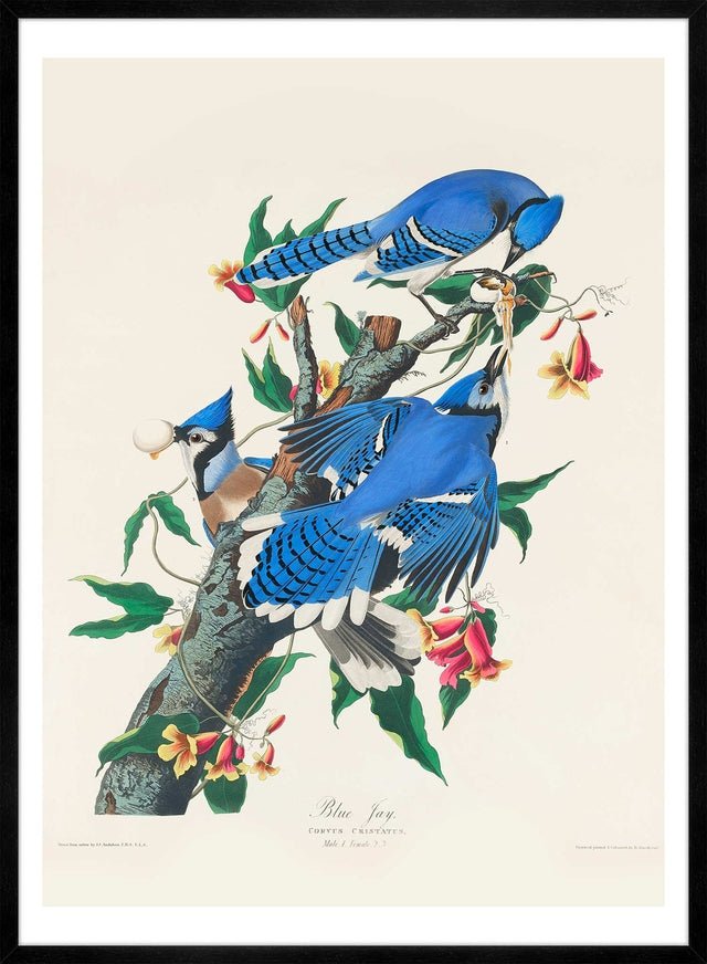Blue Jay Vintage Bird Print