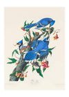 Blue Jay Vintage Bird Print