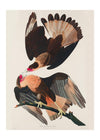Brazilian Eagle Vintage Bird Print