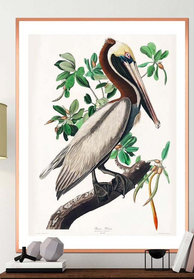 Brown Pelican Vintage Bird Print