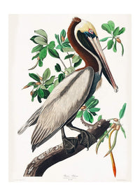 Brown Pelican Vintage Bird Print