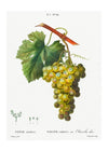 Bunch of Grapes Vintage Antique Fruit Print