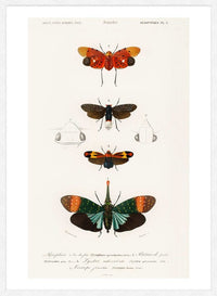 Butterfly Diagram Vintage Antique Print