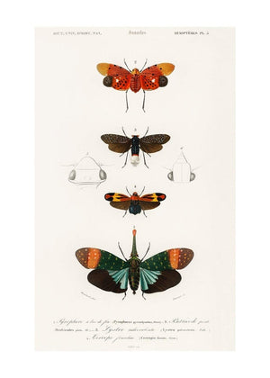 Butterfly Diagram Vintage Antique Print