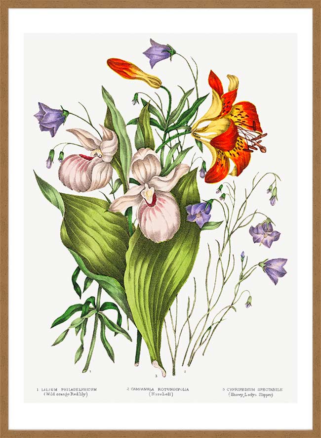 Canadian Wild Flowers Antique Illustration Print