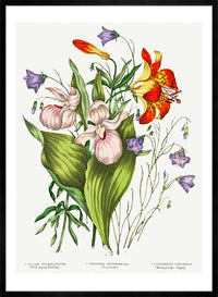Canadian Wild Flowers Antique Illustration Print