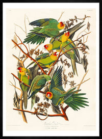 Carolina Parrot Vintage Bird Print