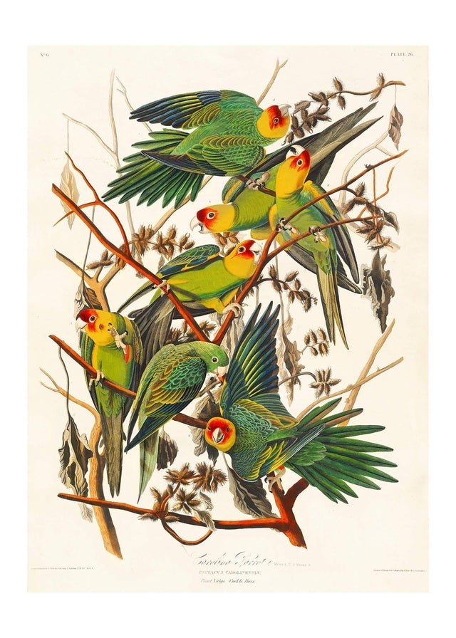 Carolina Parrot Vintage Bird Print