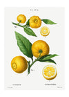 Citrus Lemon Vintage Antique Print