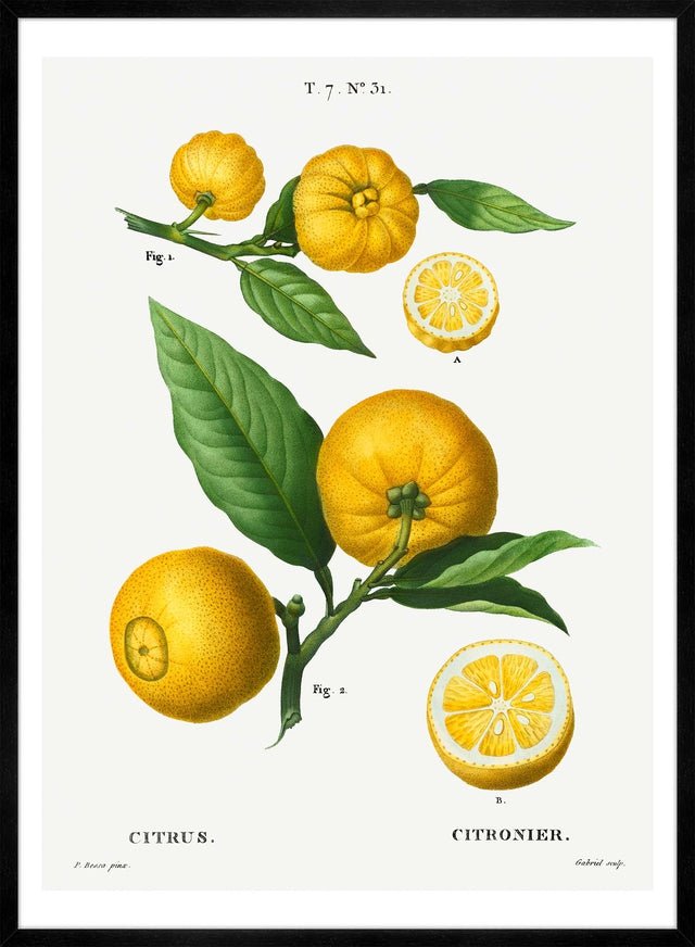 Citrus Lemon Vintage Antique Print