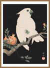 Cockatoo Parrot Antique Japanese Print