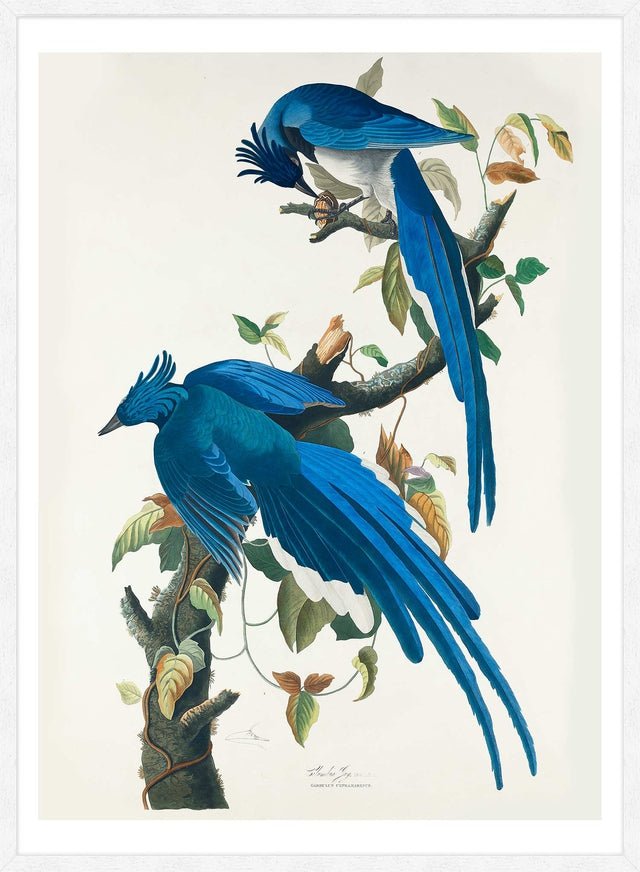 Columbia Jay Vintage Bird Print