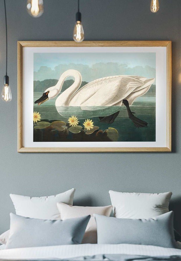 Common Swan Vintage Bird Print